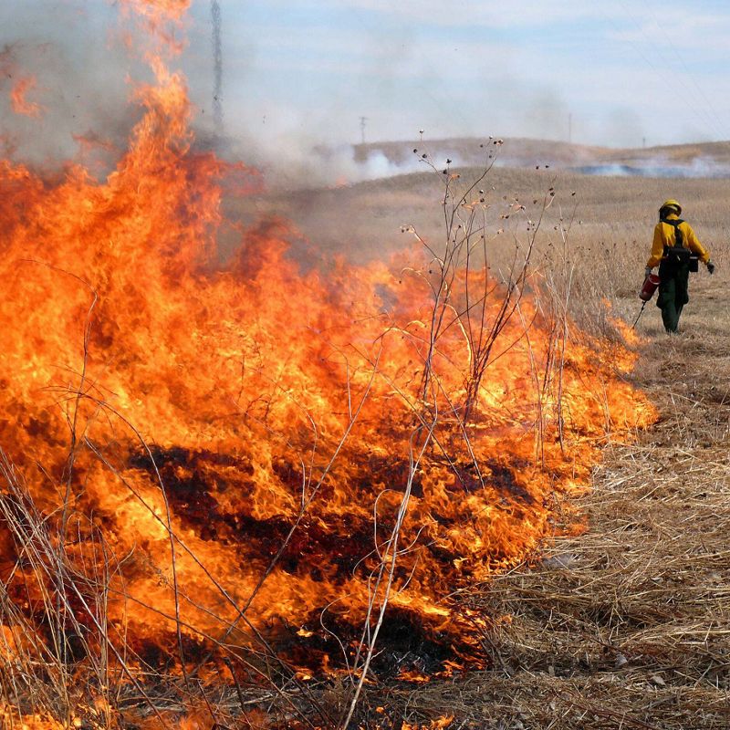A person uses a drip torch to set fire on a prairie, with a large flame spreading.