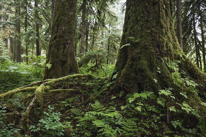 Lush green vegetation and moss covers the thick trunks of trees in an old growth forest in Alaska.