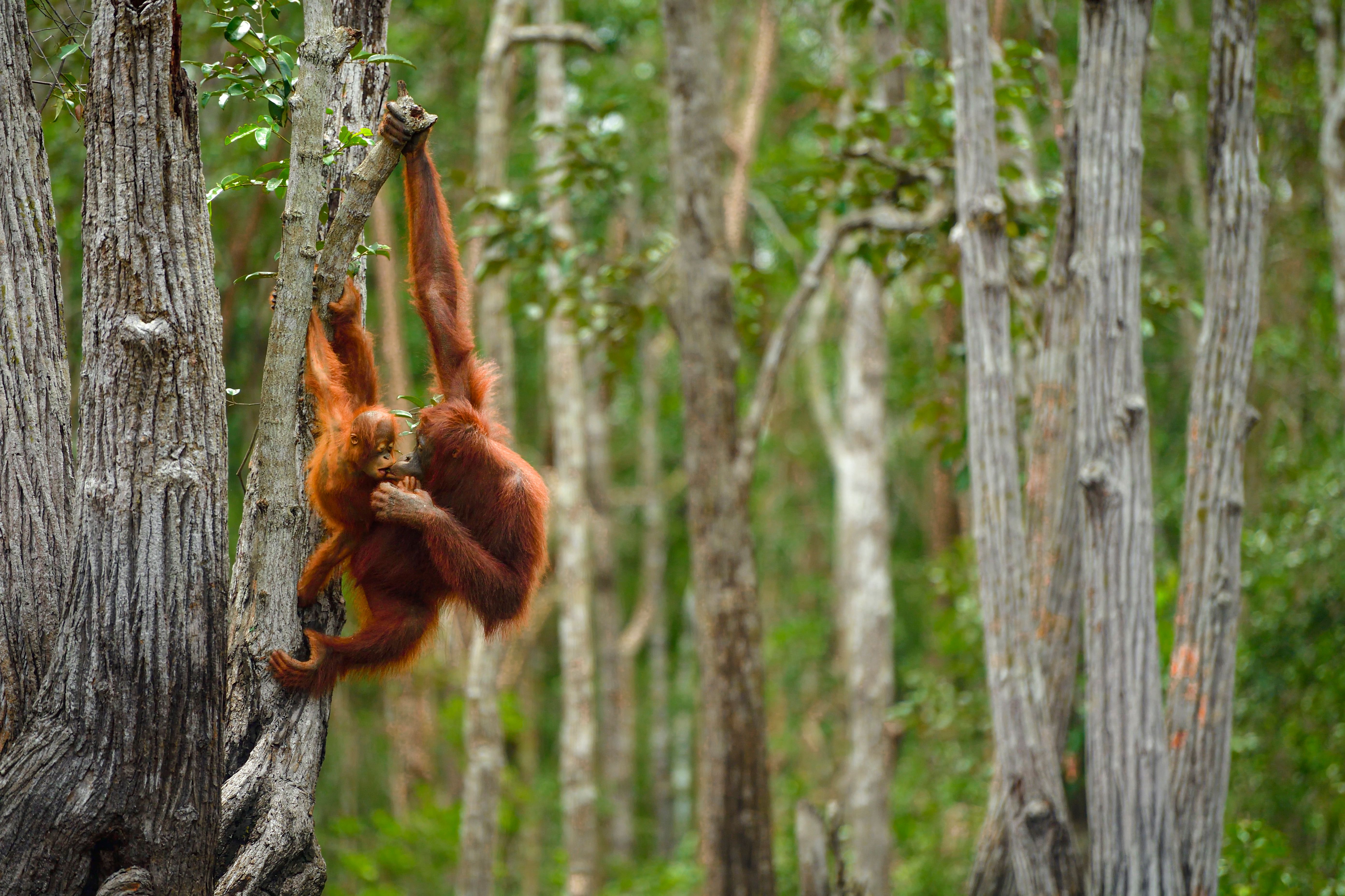 Two orangutans hang from a tree.