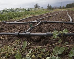 Organic farm in southwestern Colorado.
