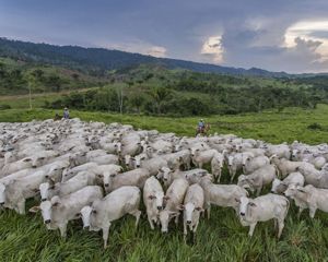 Two men on horses monitor cattle grazing in a lush mountain valley. 
