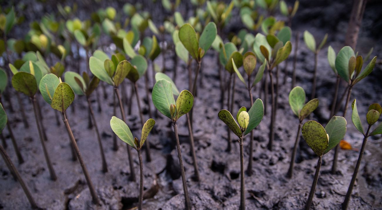 A close-up of tiny leaves on mangrove seedlings.