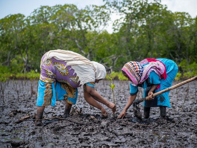 Two women from the Mtangawanda Women's Association are bent at the waist planting mangrove seedlings in the mud in Kenya.