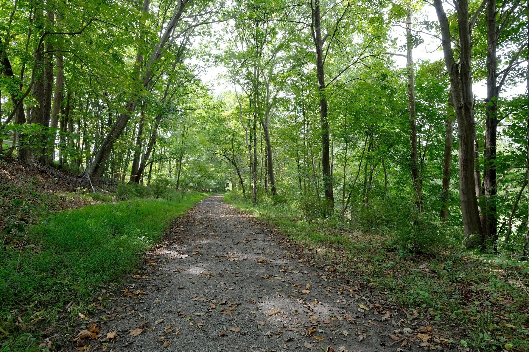 a trail leads into a shady forest.