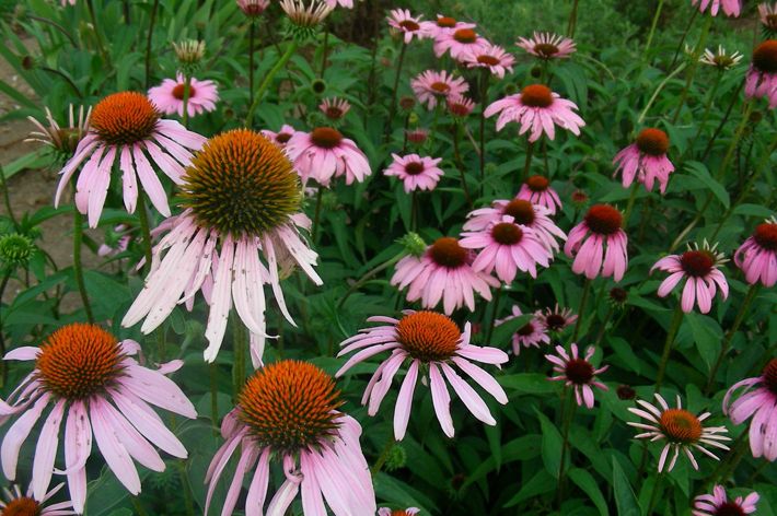 Field of purple coneflowers.