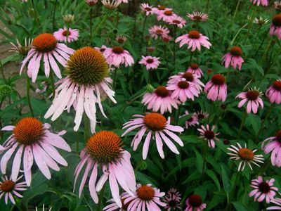 Field of purple coneflowers.