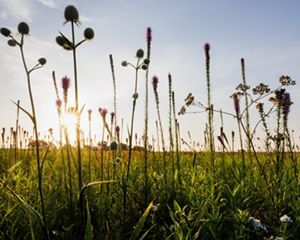 Sunlight shines through tall purple prairie flowers in a field of green grass and yellow blooms.