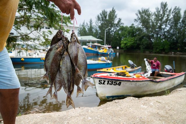 Hands holding fish.on stringer.