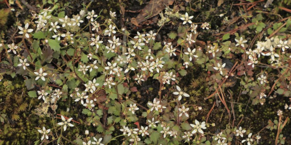 Shealy's Saxifrage plants