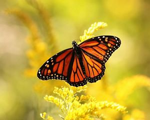 Goldenrod provides migrating monarchs with a vital food source.