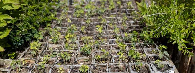 View looking across a large area filled with square white planter boxes that are growing seedlings.