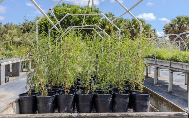 A wooden table holds a box of bushy, bright green tree seedlings in containers, ready to be planted.