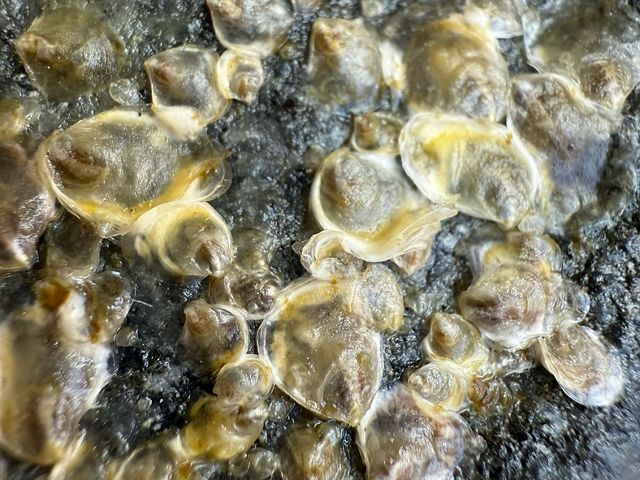 tiny oyster on stone.