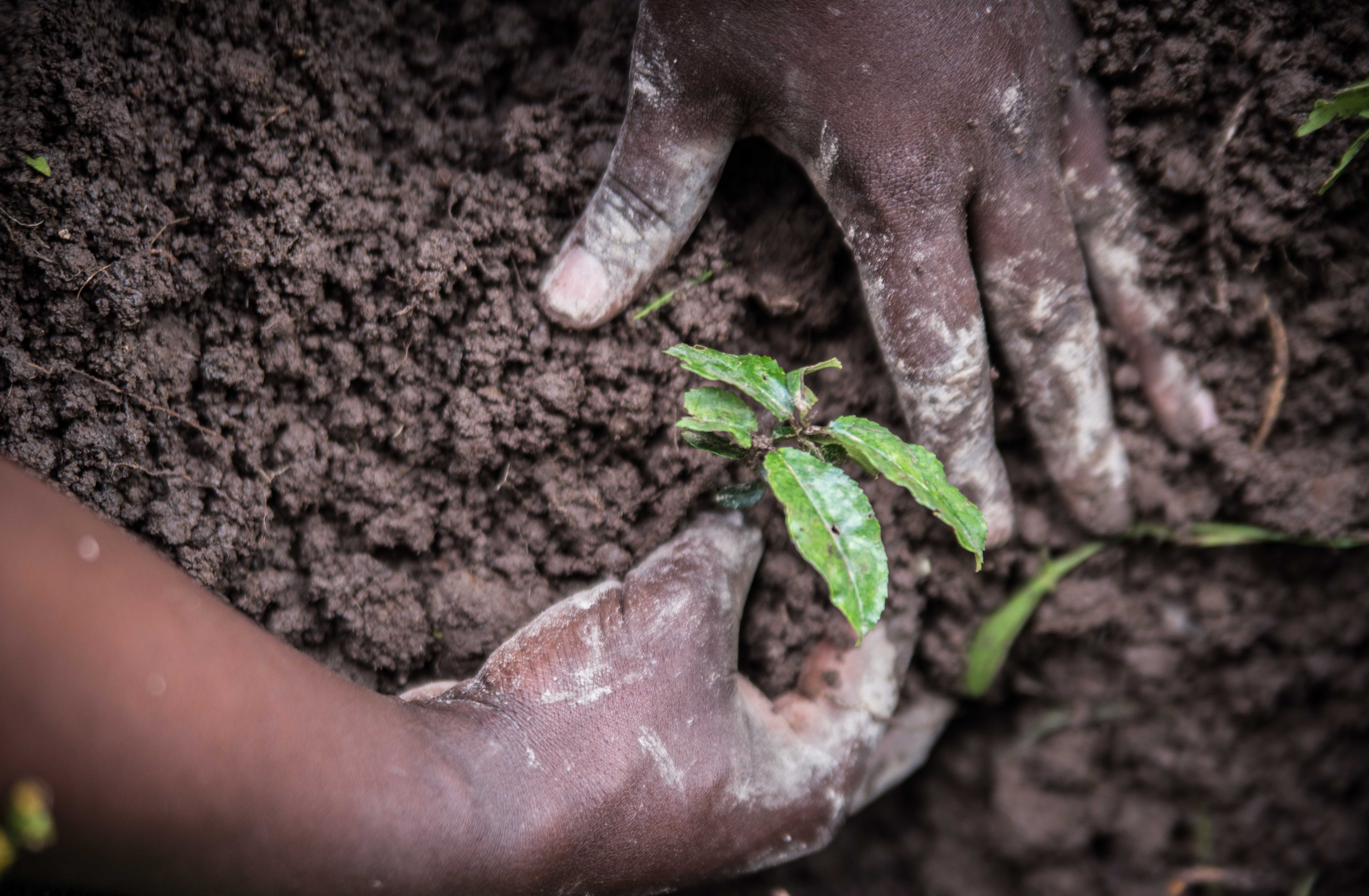 two hands press a seedling into the ground.