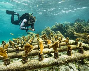 A diver swims near coral growing along a PVC pipe structure