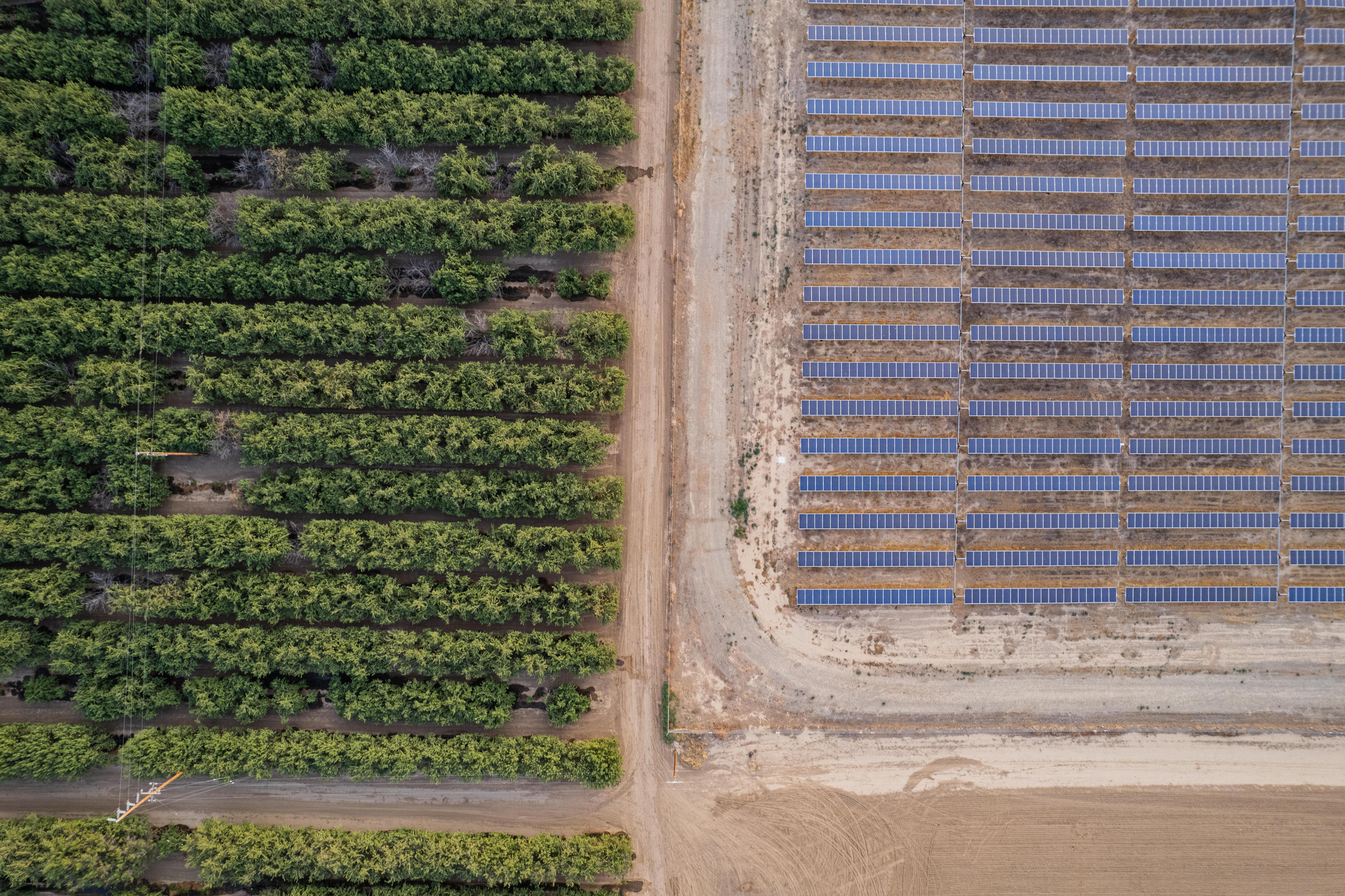 aerial view of solar panels next to orchards.