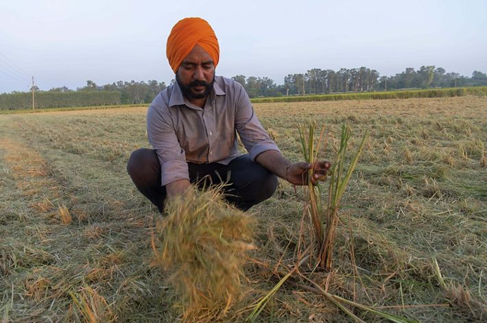 A farmer crouches in a field holding straight intact rice paddy stubble in one hand and chopped up mulched stubble in another hand.