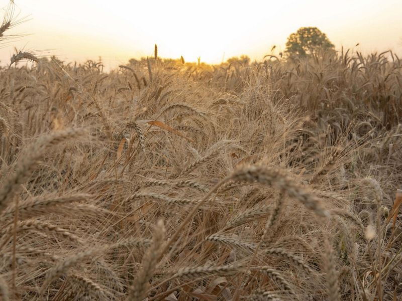 A field of mature wheat looks like an explosion of golden tendrils and seeds.