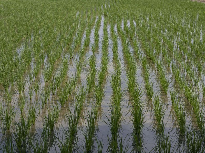 Lush green chutes of paddy rice emerge from water in neat rows and grids.