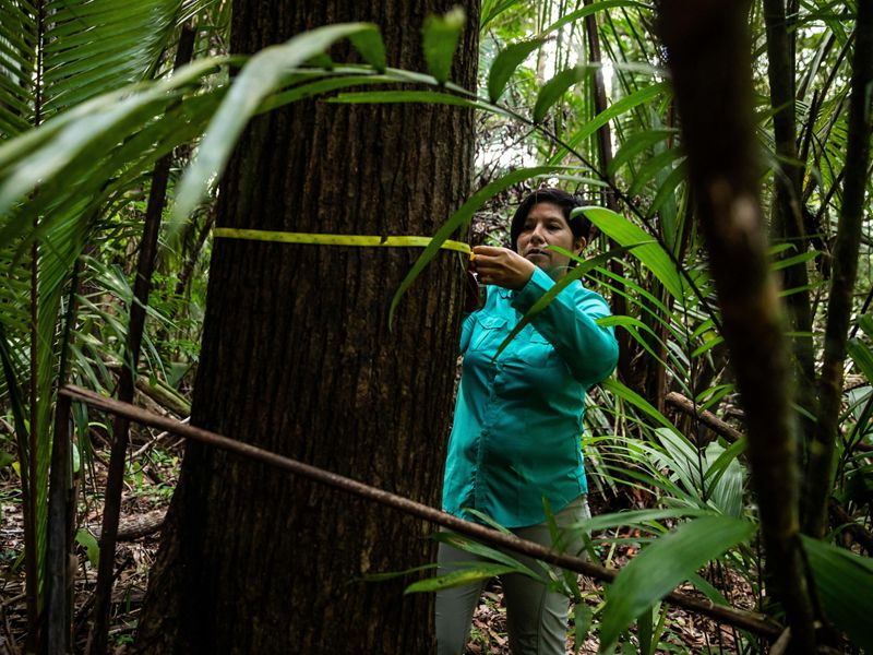 Dr. Elma Kay wraps measuring tape around the circumference of a large tree in a rainforest.