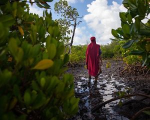 Zulfa Hassan stands in a Kenya mangrove plantation.