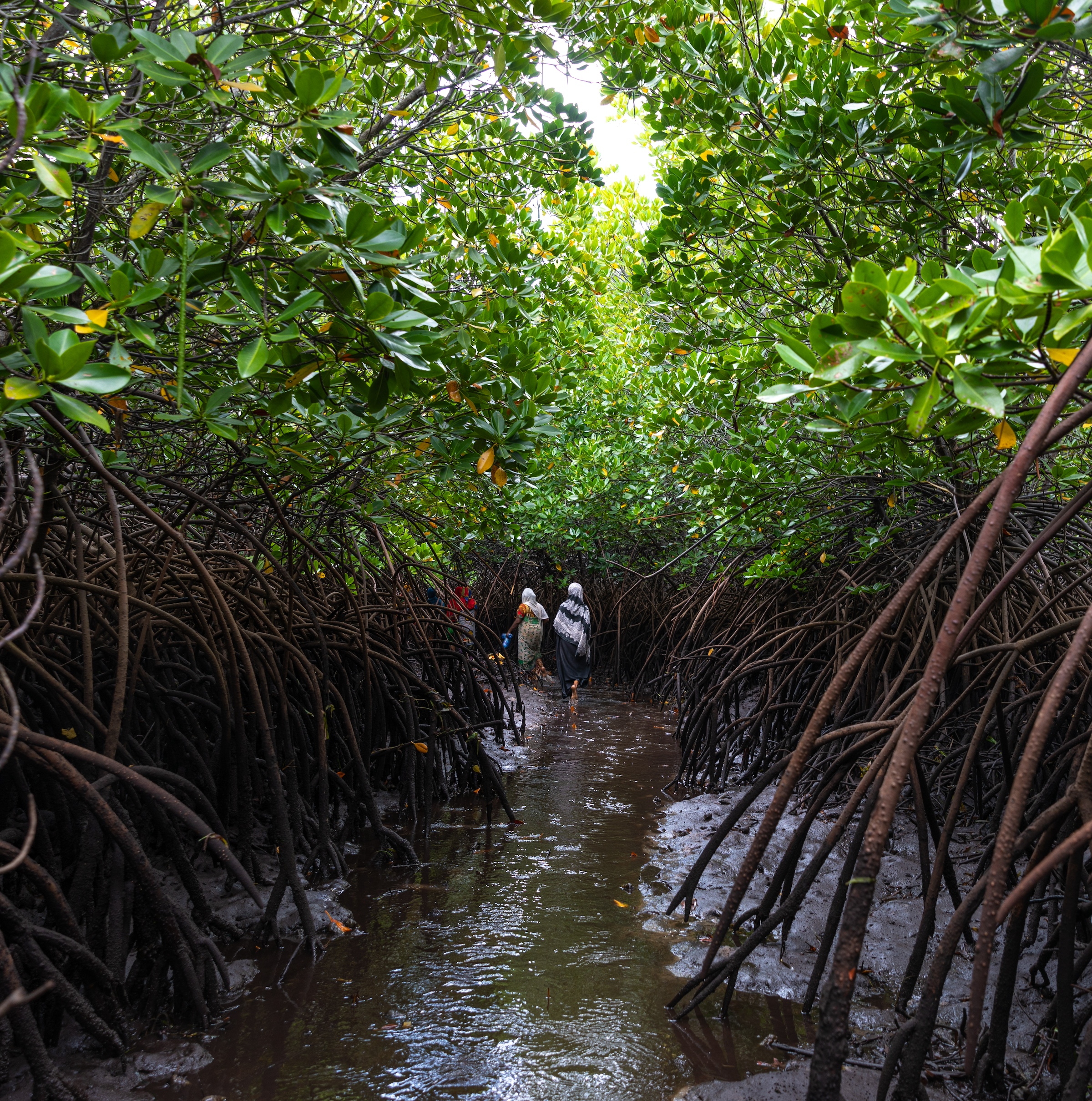 two women walking into a lush mangrove forest.