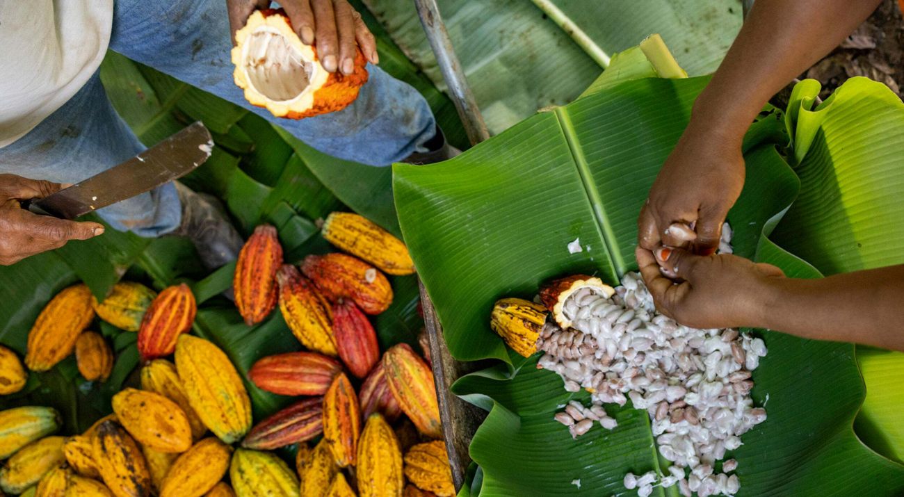Two people extracting pulp from cacaos at a farm in APA Triunfo Xingu, São Félix do Xingu, Pará state, Brazil.