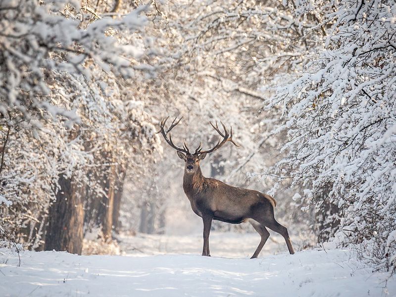 Buck standing under stow-covered trees.
