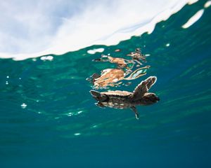 a view of a small baby loggerhead turtle from below as he swims in the ocean