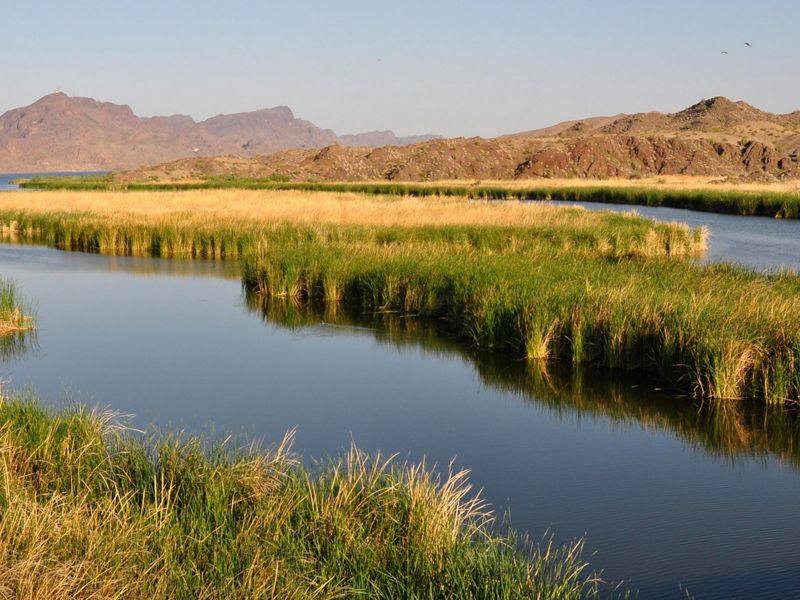 A desert river's banks are covered in reedy marshy plants and an island of the plants splits the river into two channels. The green vegetation contrasts against the red rock hills in the background.