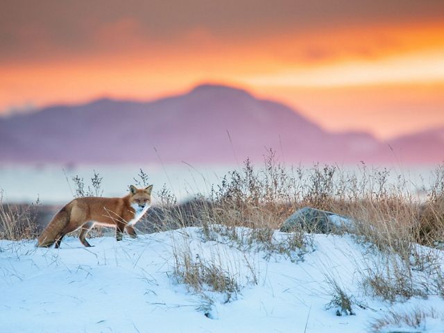 Red fox running across snow at sunset