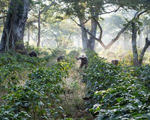 Workers clear undergrowth with machetes in shade-grown coffee crops in Guatemala.