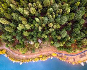 Aerial view looking straight down on a dense conifer forest at the edge of a body of water.