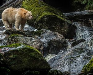 A white spirit bear stands on a rock near a river.
