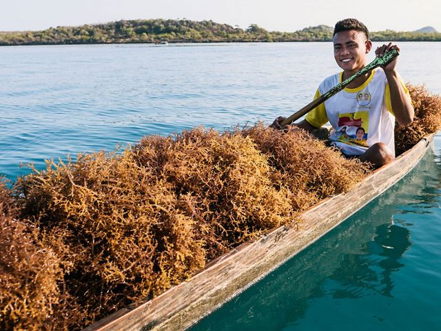 Seaweed harvesting in farms off the coast of Placencia Village, Belize.