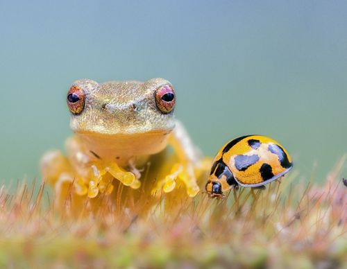 A close-up shot of a frog and a ladybug together.