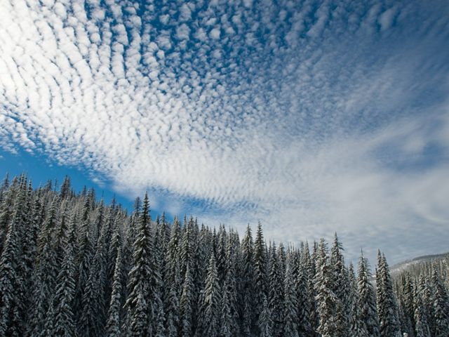 View looking up at a dense conifer forest and the sky above covered in wispy clouds.