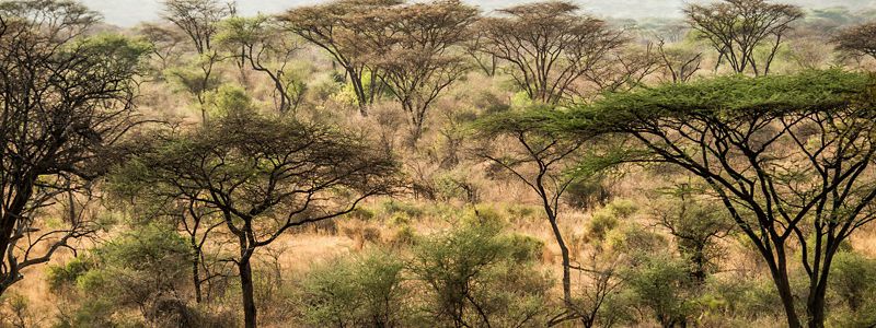 Trees in a dry Kenya landscape.