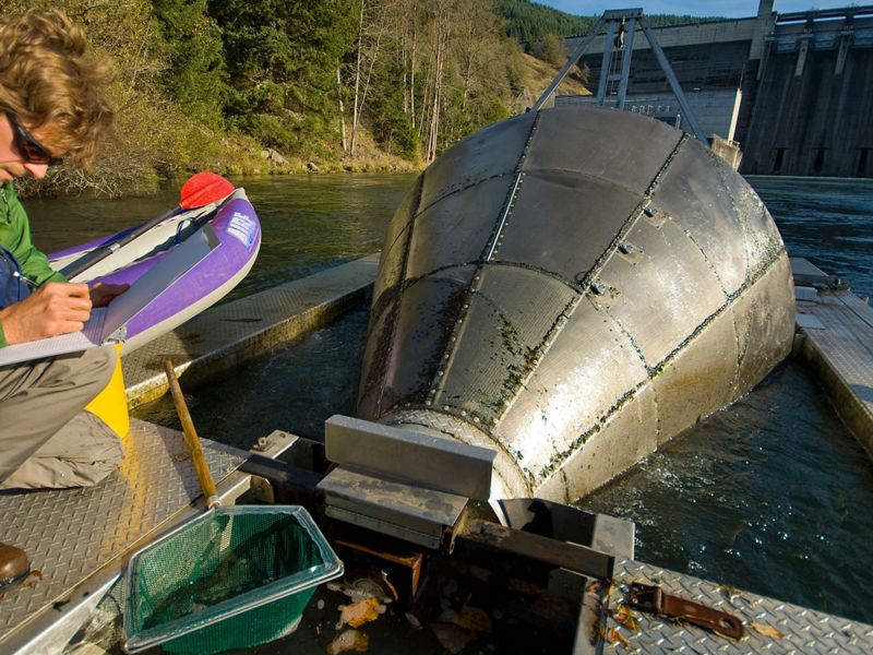 On a river close to a dam, a biologist writes notes next to a fish trap that looks like a large metallic funnel. The scientist is counting juvenile salmon.