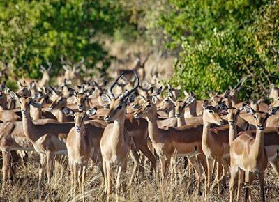 A group of brown and white springbok antelope gather in