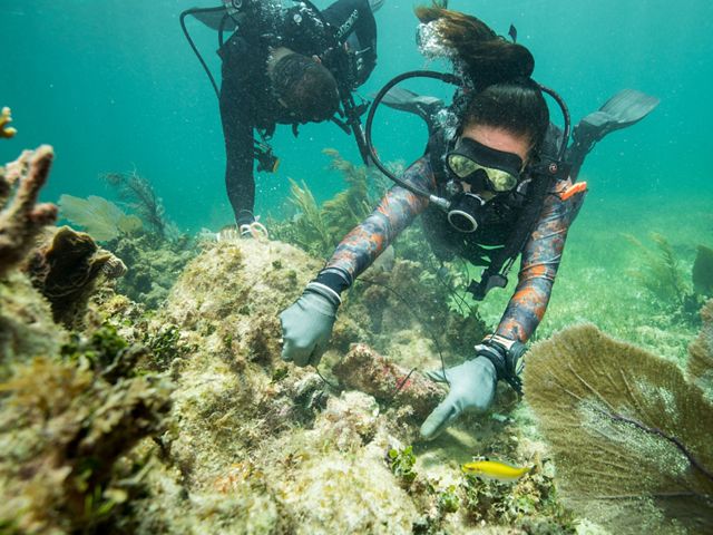 Two scuba divers holding string are repairing a broken piece of coral.