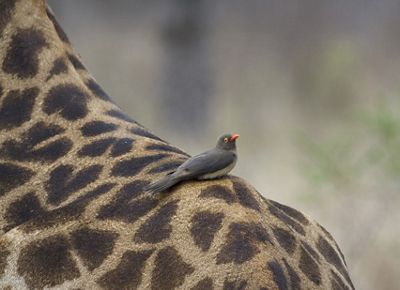 A small gray bird perches atop the rump of a giraffe