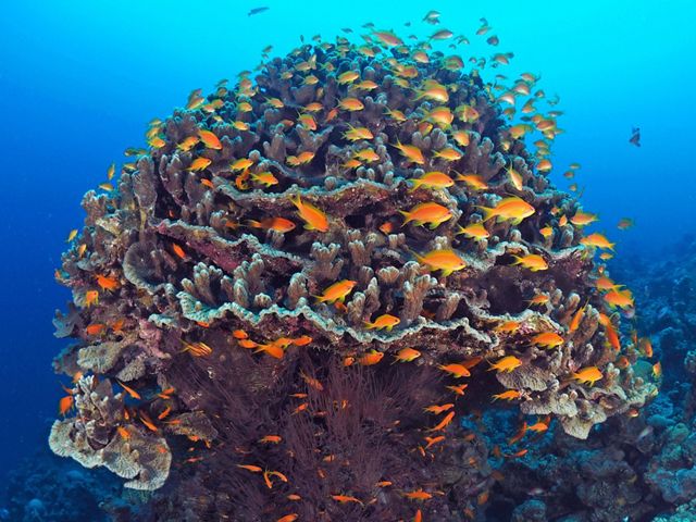 An underwater view of a large coral reef, surrounded by bright orange fish.