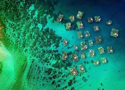 An aerial view of dark and light green wetlands with patches of blue water.