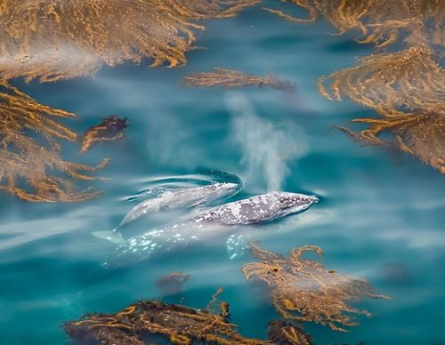 A gray whale leads her calf through the kelp beds of Big Sur.