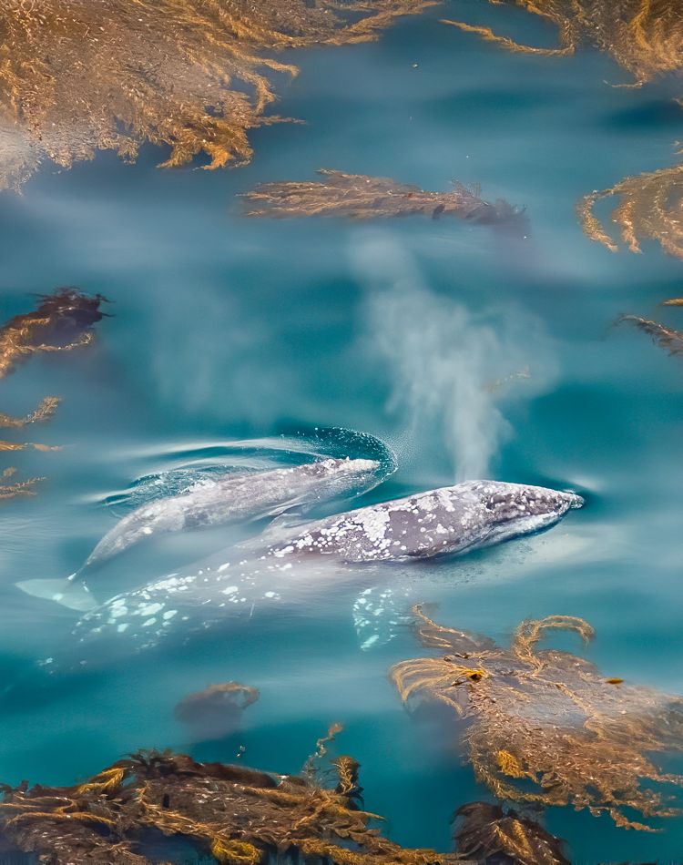 A whale and her calf swim through a kelp bed