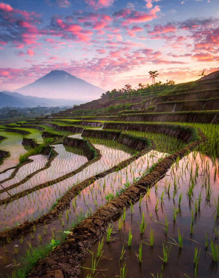 A terraced rice farm with a sunset and mountains.
