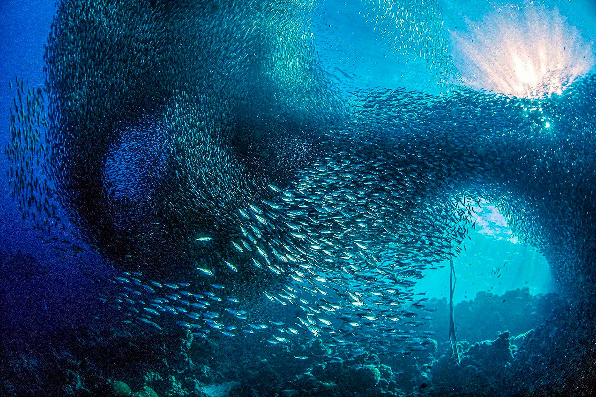 School of fish.