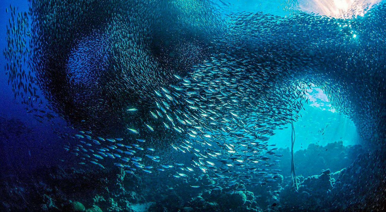 A gigantic school of sardines move in unison along the reefs of the island of Cebu, Philippines.