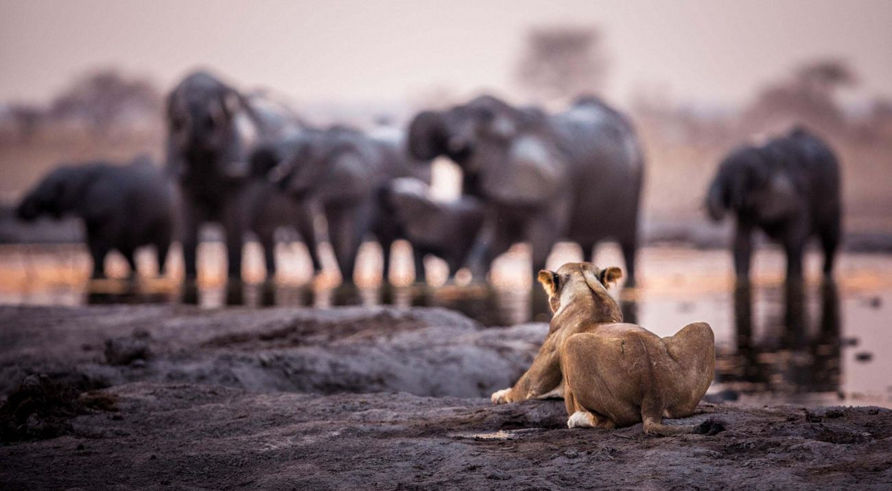 A lion looks at a herd of elephants at a watering hole.